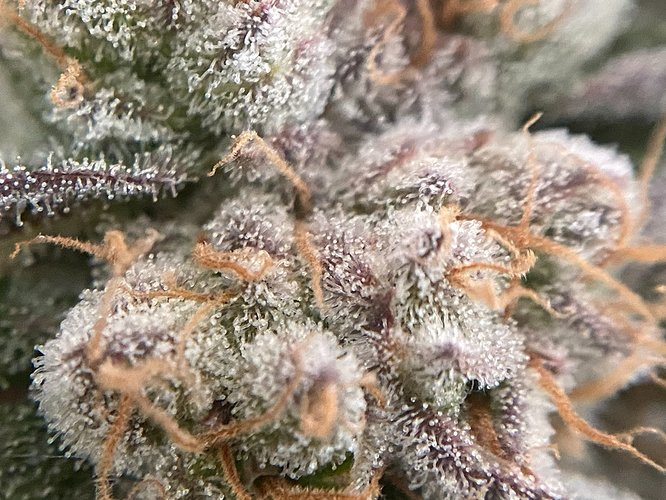 Growreport Bild 26