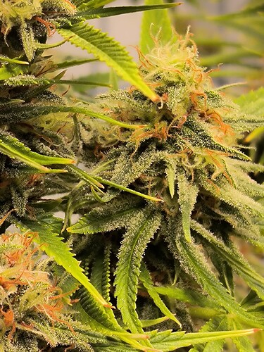 Growreport Bild 9