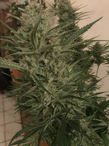 Growreport Bild 40