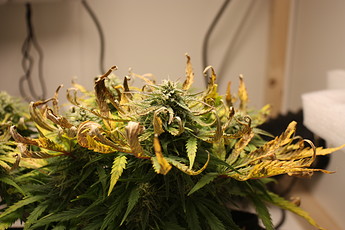 Growreport Bild 6