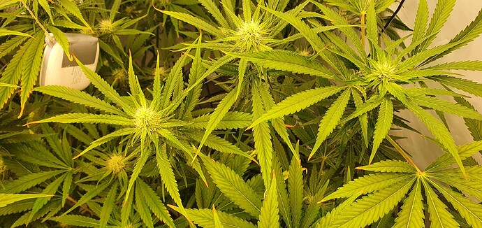 Growreport Bild 6