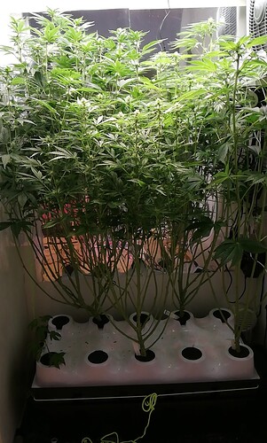 Growreport Bild 4