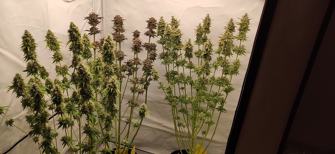 Growreport Bild 7