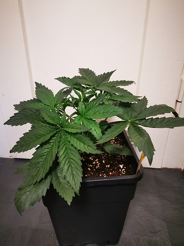 Growreport Bild 7