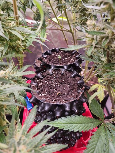 Growreport Bild 6