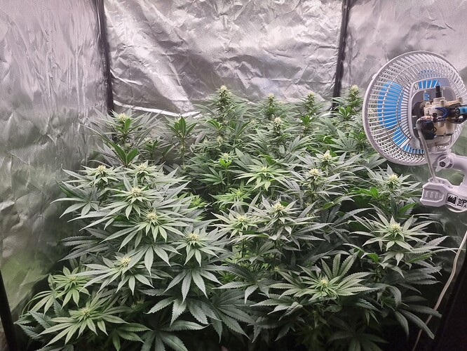 Growreport Bild 46