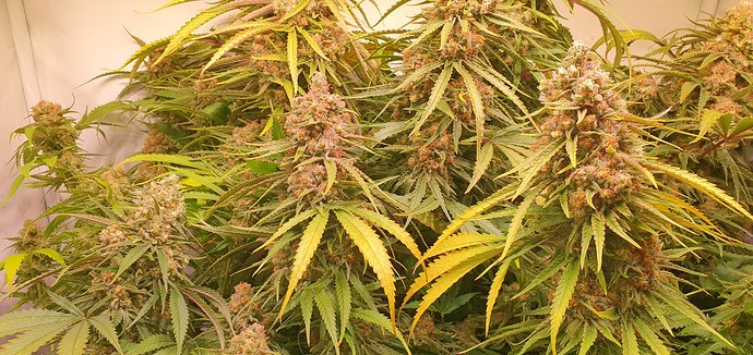 Growreport Bild 5
