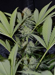 Growreport Bild 4