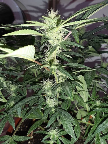 Growreport Bild 3