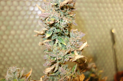Growreport Bild 41