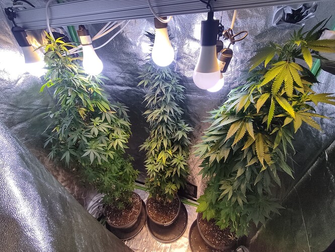 Growreport Bild 3