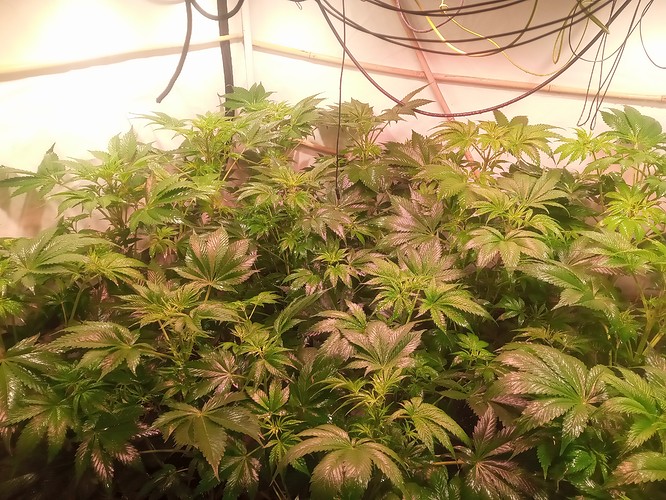 Growreport Bild 40