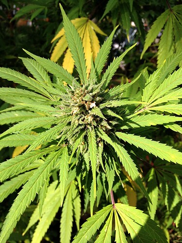 Growreport Bild 25