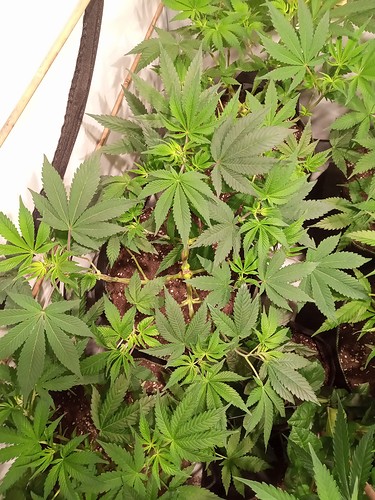 Growreport Bild 35