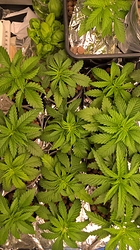 Growreport Bild 15