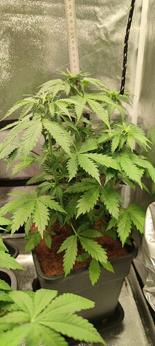 Growreport Bild 4