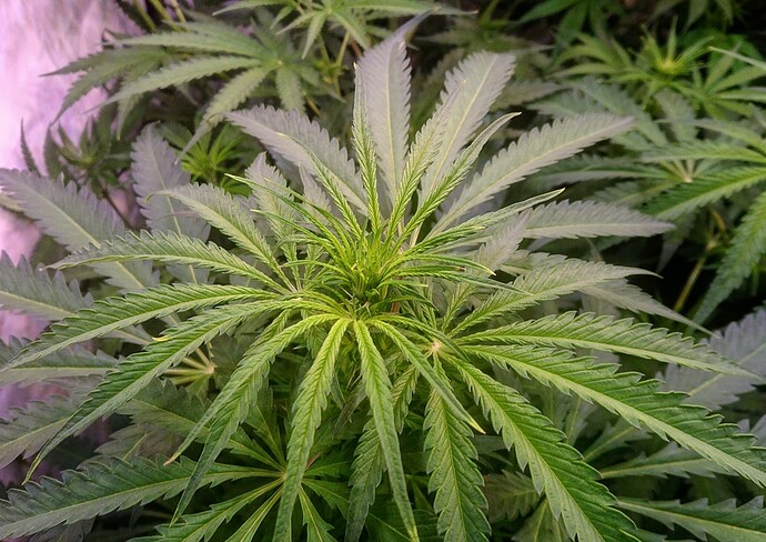 Growreport Bild 15