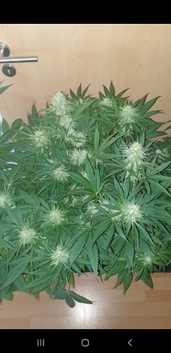 Growreport Bild 5