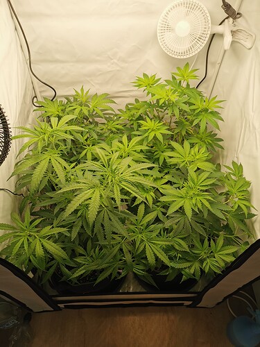 Growreport Bild 6