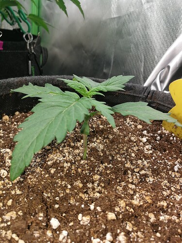 Growreport Bild 154