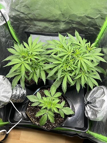 Growreport Bild 29