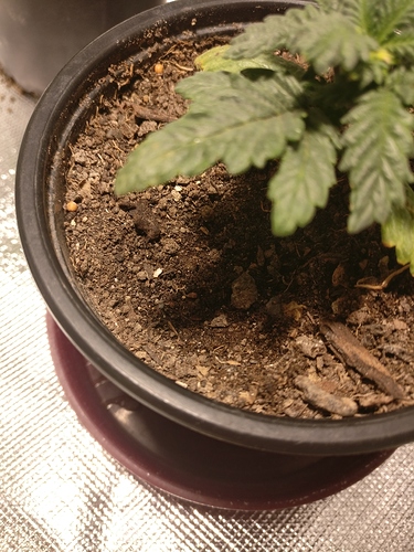 Growreport Bild 4