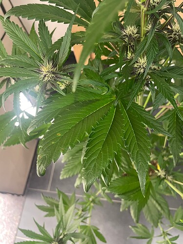 Growreport Bild 37