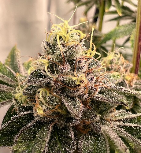Growreport Bild 5