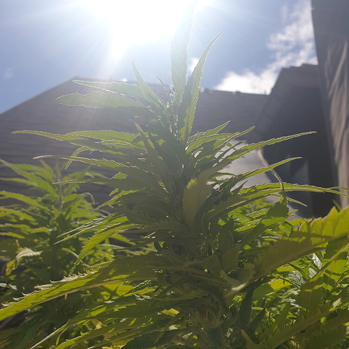 15938706172214021106293431102554