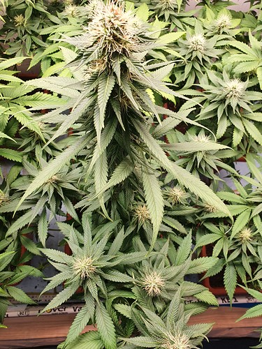 Growreport Bild 10