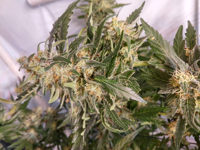 Growreport Bild 4