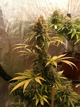 Growreport Bild 2