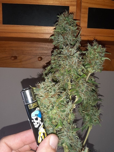 Growreport Bild 10