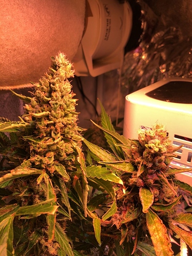 Growreport Bild 7