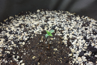 Ein junger Cannabis-Keimling mit zwei kleinen Blättern, der aus dunkler Erde mit Perlit wächst.