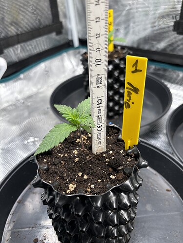 Growreport Bild 59