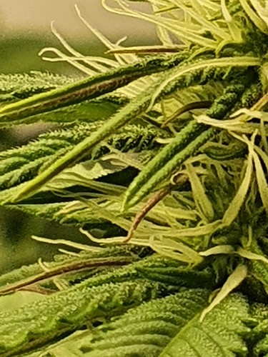 Growreport Bild 5