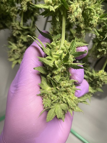 Growreport Bild 19