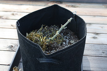 Growreport Bild 1