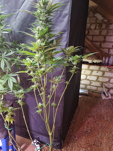 Growreport Bild 18