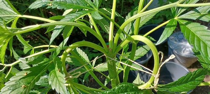 Growreport Bild 4