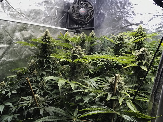 Growreport Bild 6