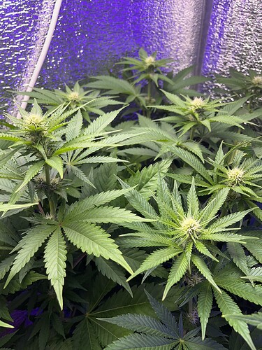 Growreport Bild 5