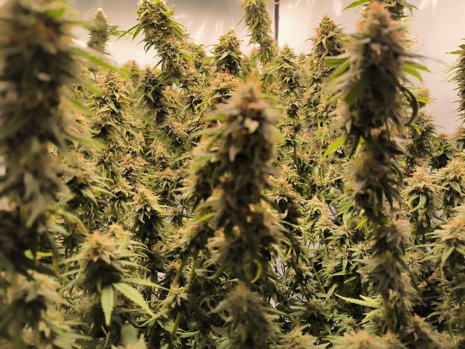 Growreport Bild 4