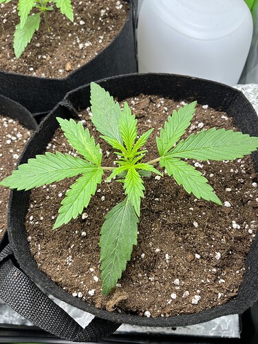 Growreport Bild 13
