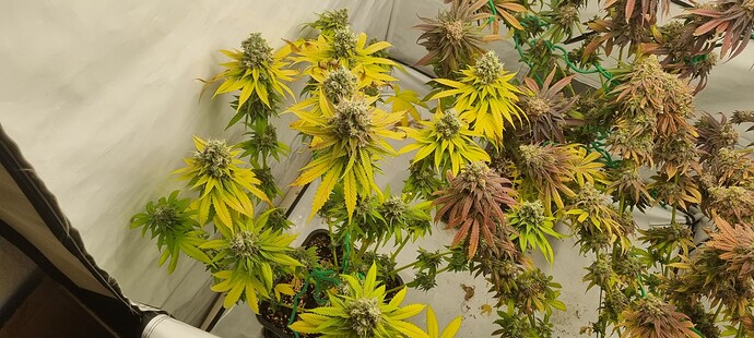 Growreport Bild 2