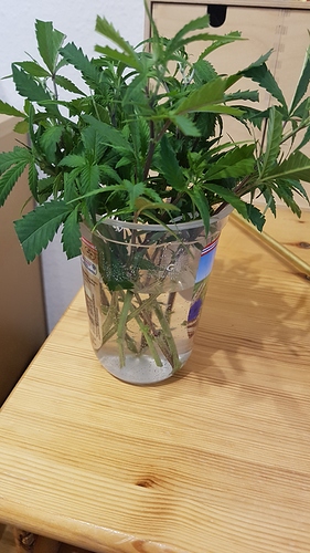 Growreport Bild 2