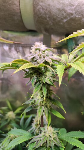 Growreport Bild 31
