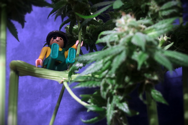 Growreport Bild 12