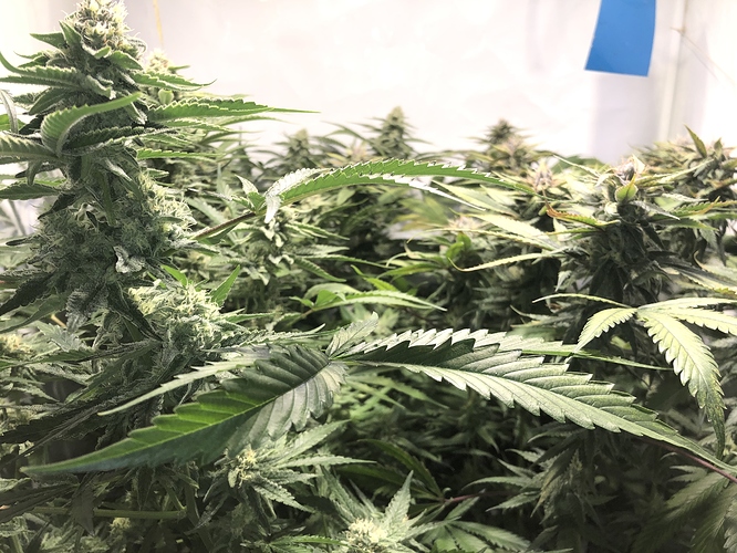 Growreport Bild 2